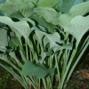 Hosta Krossa Regal